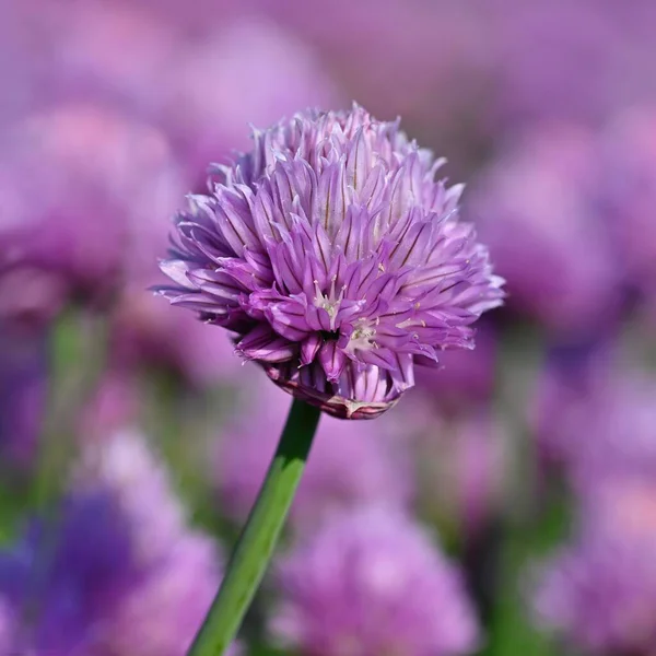 Güzel Çiçekli Mor Bitki Frenk Soğanı Güneşli Yaz Gününde Doğal — Stok fotoğraf