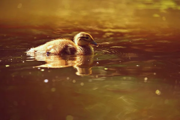 Andando Cachorro Pato Mandarín Hermoso Pájaro Acuático Joven Naturaleza Fondo — Foto de Stock