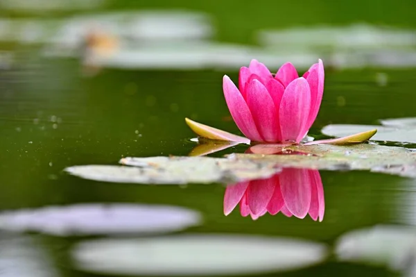 Vacker Blommande Näckros Växt Färgglada Natur Bakgrund För Massage Spa — Stockfoto