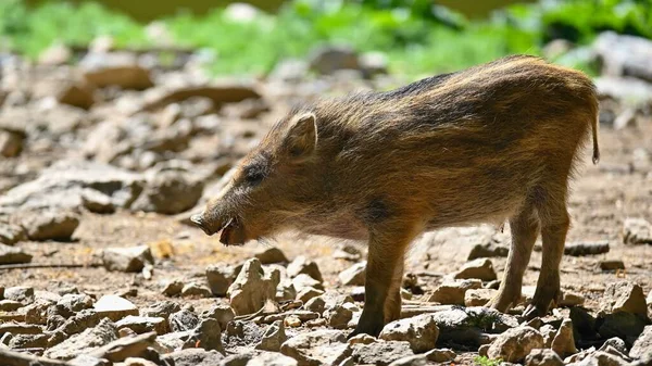 Beaux Petits Cochons Sauvages Dans Nature Sanglier Animal Dans Forêt — Photo