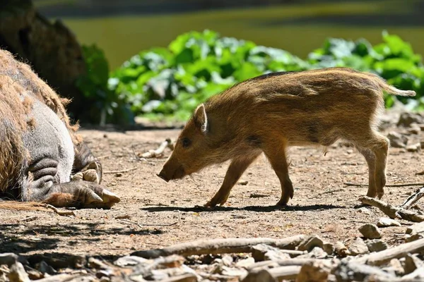Прекрасные Маленькие Свиньи Дикие Природе Дикий Кабан Животное Лесу — стоковое фото