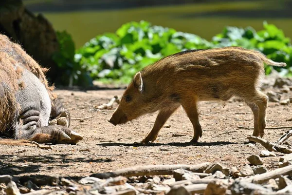 Mooie Kleine Varkens Wild Natuur Wilde Zwijnen Dier Het Bos — Stockfoto