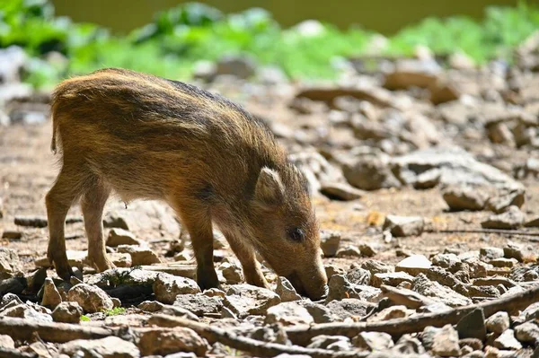 Piękne Małe Świnie Dzikie Naturze Dziki Dzik Zwierzęta Lesie — Zdjęcie stockowe