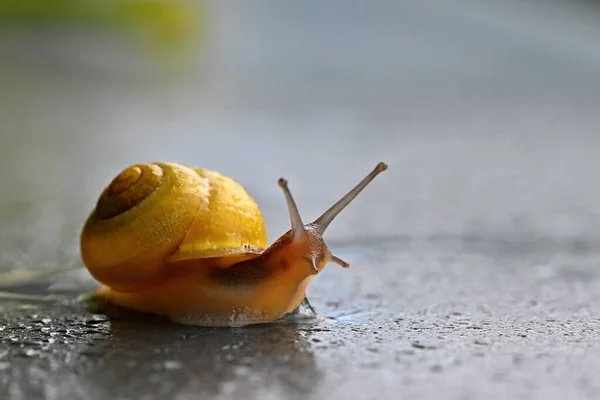 Belo Tiro Macro Caracol Com Uma Concha — Fotografia de Stock