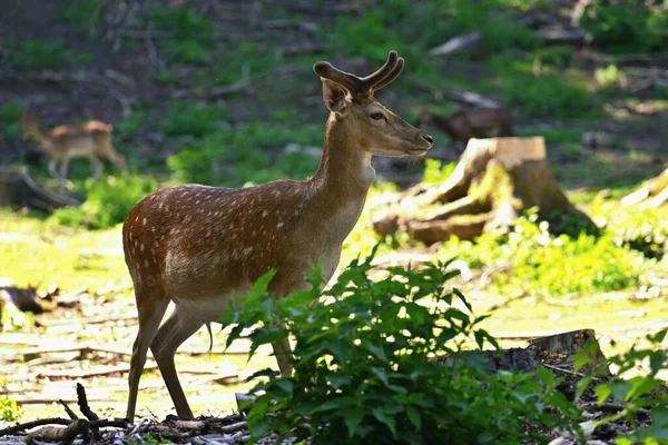 Beautiful animal in a wild  nature. Fallow deer (Dama dama) Colorful natural background