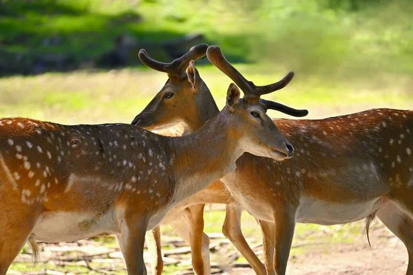 野生の自然の中で美しい動物 フクロウシカ ダマダマ カラフルな自然背景 — ストック写真