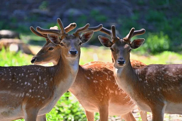 野生の自然の中で美しい動物 フクロウシカ ダマダマ カラフルな自然背景 — ストック写真