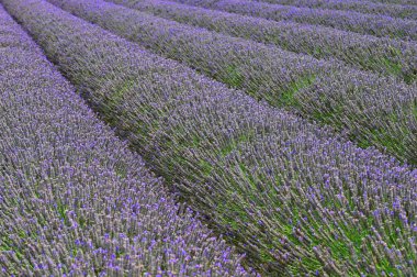 Lavanta. Güzel açan menekşe bitkisi - Lavandula angustifolia (Lavandula angustifolia)