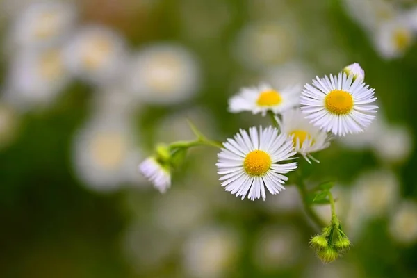 Beautiful Flowers Daisies Summer Nature Background Flowers — Stock Photo, Image