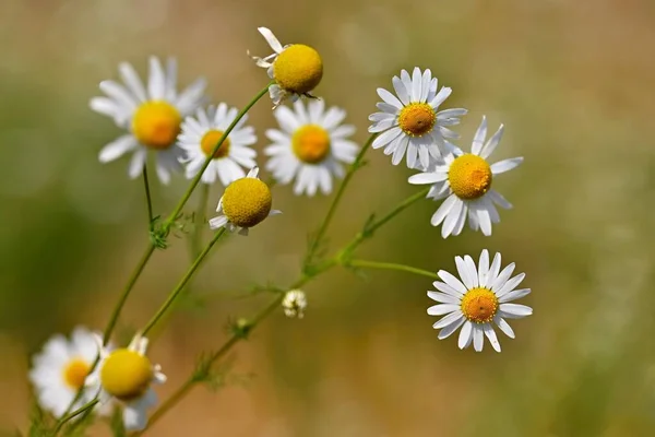 Beautiful Flowers Daisies Summer Nature Background Flowers — Stock Photo, Image