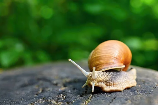 Beautiful Macro Shot Snail Shell — Stock Photo, Image