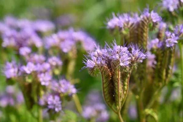 Фиолетово Весенние Цветы Красивом Природном Фоне Весна Траве — стоковое фото