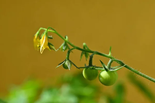 Plantas Frescas Tomates Verdes Tomate Floreciente — Foto de Stock