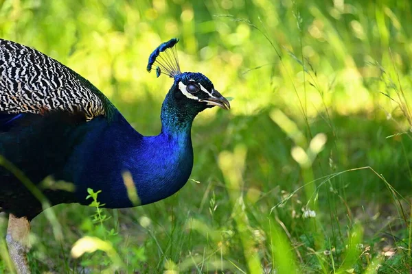 Pavo Real Hermoso Tiro Pájaro Hierba —  Fotos de Stock