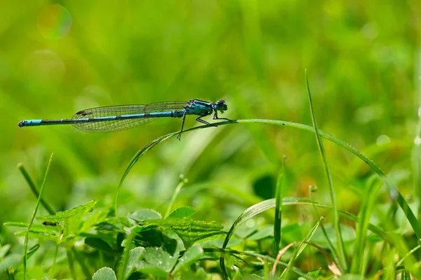 Красивая Стрекоза Макроснимок Природы Libellula Depressa Насекомые Близко — стоковое фото