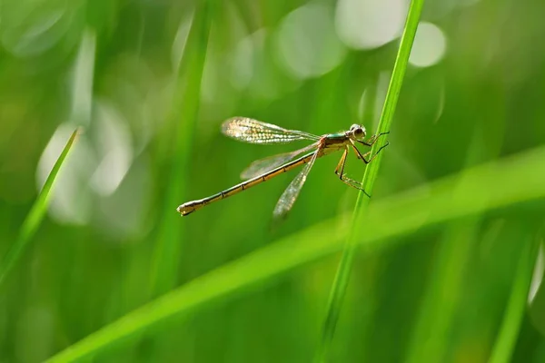 Güzel Yusufçuk Doğanın Macro Shot Libellula Depressa Böcekler Çok Yakında — Stok fotoğraf