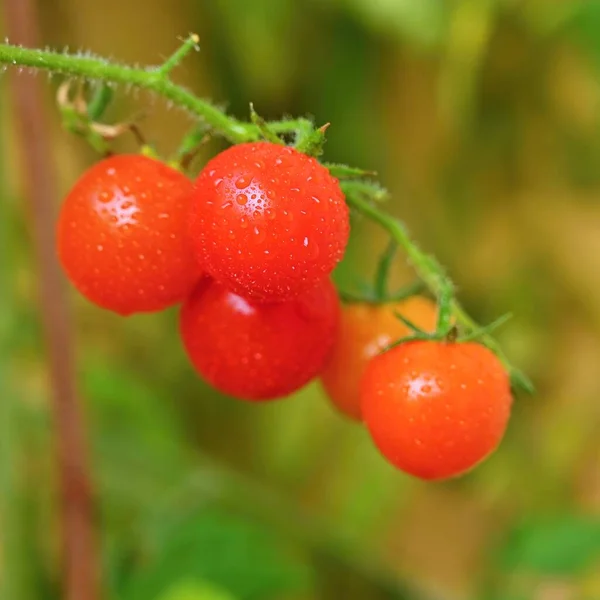 Belos Pequenos Tomates Frescos Cereja Produtos Hortícolas Saudáveis Alimentos Biológicos — Fotografia de Stock