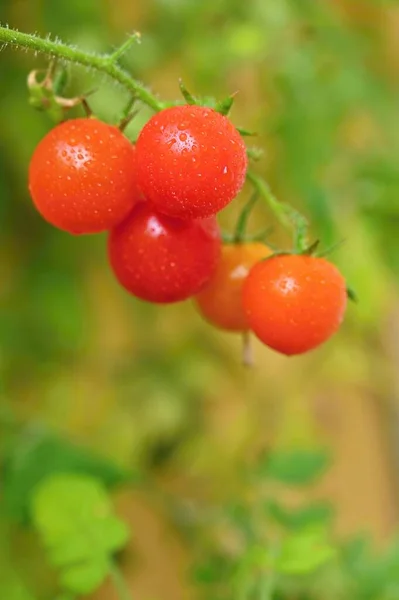 漂亮的小樱桃新鲜西红柿 健康蔬菜 有机食品 — 图库照片