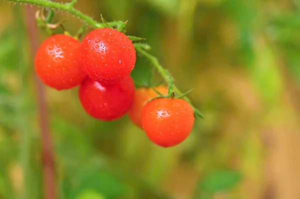 漂亮的小樱桃新鲜西红柿 健康蔬菜 有机食品 — 图库照片