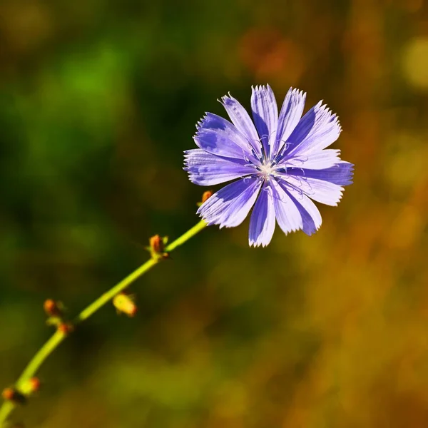 Jasne Kwiaty Cykorii Tło Dla Letniego Krajobrazu Cichorium Intybus Zioła — Zdjęcie stockowe