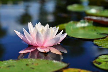 Güzel çiçekli nilüfer çiçeği. Masaj, spa ve rahatlama için renkli bir arka plan.