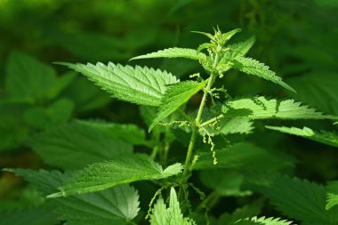 Doğada güneşli ısırgan otu. (Urtica dioica)