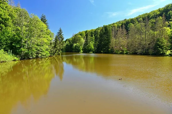 Krásné Přírodní Pozadí Krajinou Rybník Blízkosti Lesa Slunečného Dne Letní — Stock fotografie
