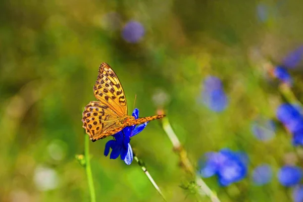 Beautiful Nature Background Butterfly Flowering Meadow — Stock Photo, Image