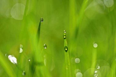 Doğa - çimenlikteki çiy tanesi. Taze yeşil kavram ve soyut renkli arkaplan.