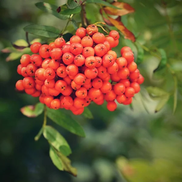 Jagody Rowan Gałęzi Sorbus Alnifolia Sorbus Aucuparia — Zdjęcie stockowe