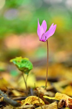Ormandaki güzel pembe bitki. Doğal renkli bir geçmişi var. (Cyclamen purpurpurascens)
