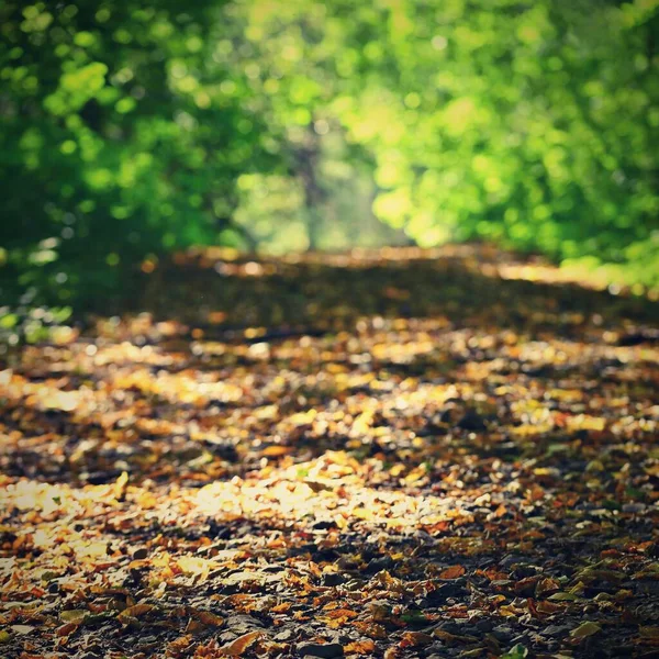 Красочная Листва Осеннем Парке Концепция Красочного Сезонного Природного Фона Осенью — стоковое фото