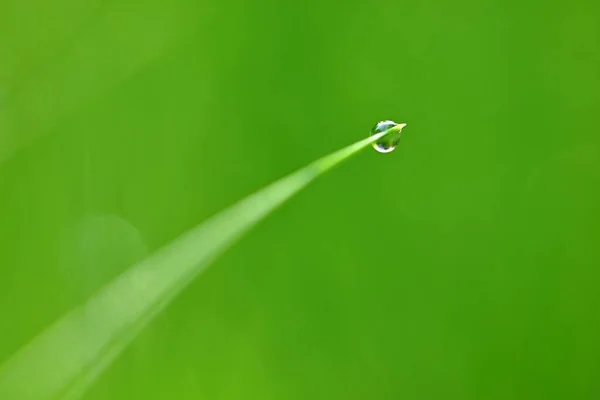 Весна Природы Гниль Траве Свежая Зеленая Концепция Абстрактный Красочный Фон — стоковое фото