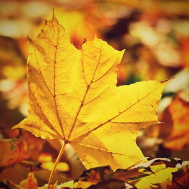 Sonbahar. Sonbahar zamanı ağaçlardaki güzel renkli yapraklar. Doğal mevsimsel renk arkaplanı. 