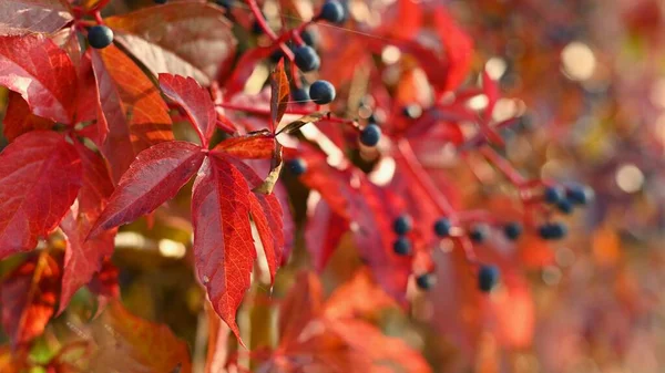 Lindas Folhas Coloridas Outono Árvore Fundo Conceito Natureza Colorida Para — Fotografia de Stock