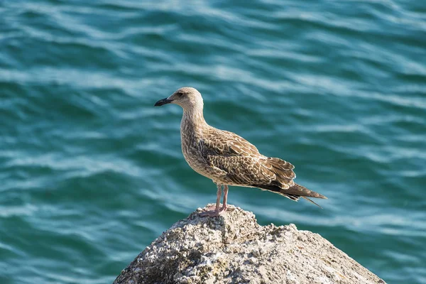 Albatross bird on the stone — Stock Photo, Image