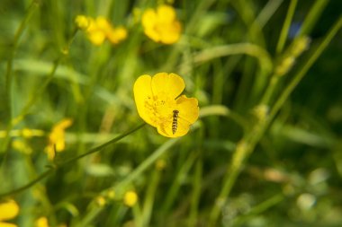 Deniz şakayığı çiçeğinin üzerindeki eşek arısı