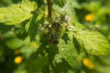 Ahududu çiçekli arı