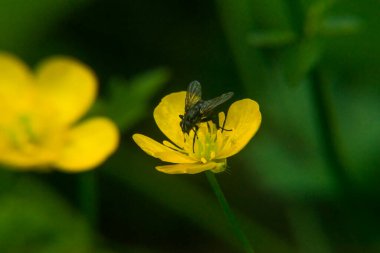 Deniz şakayığı çiçeğiyle uç