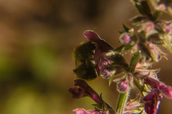 Bumblebee Για Anemone Λουλούδι — Φωτογραφία Αρχείου