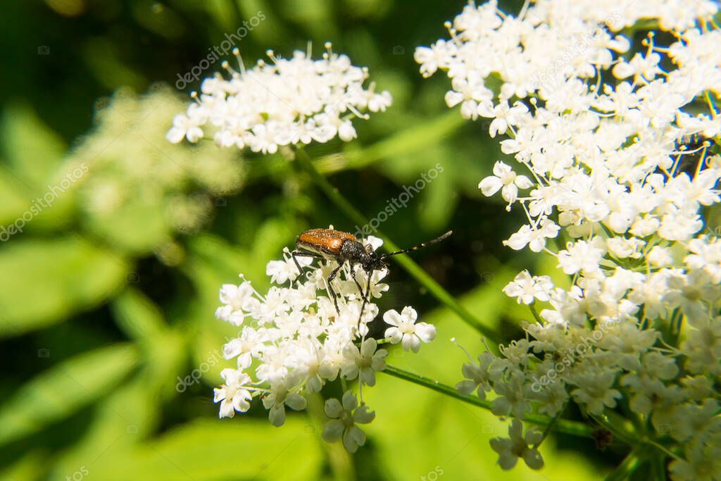Beetle on a flower