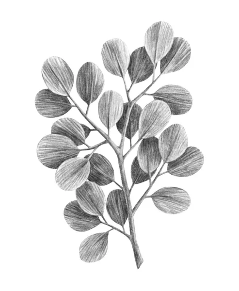 Illustration Dessinée Main Branche Eucalyptus — Photo