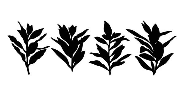 Vector botanische illustratie. Lauriertakken met bladeren. — Stockvector