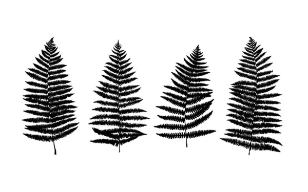 Fern. Vector Graphics