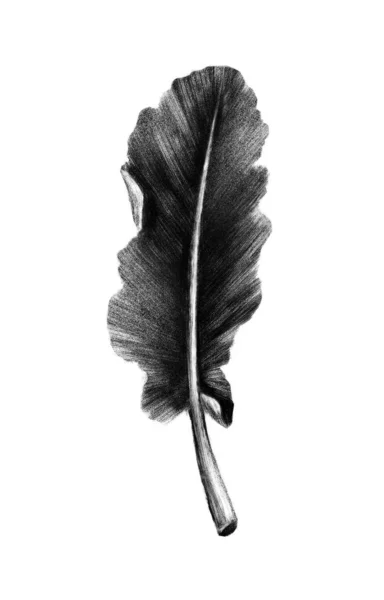 Hand Drawn Leaf Ink Illustration — Stock Photo, Image