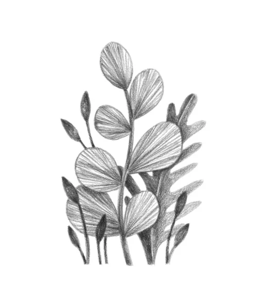 Hand Dras Botaniska Illustration — Stockfoto