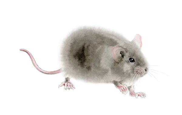 수채화 마우스 (쥐) 그림입니다. 분홍색 귀와 작은 꼬리가있는 귀여운 무성한 회색 쥐의 손으로 그린 그림, 흰색 배경에 분리 — 스톡 사진