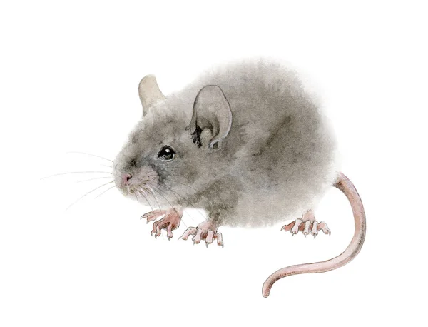 Akwarela mysz (szczur) ilustracja. Ręcznie rysowana ilustracja cute puszysty szary szczur z różowymi uszami i małym ogonem, wytłaczy na białym tle — Zdjęcie stockowe