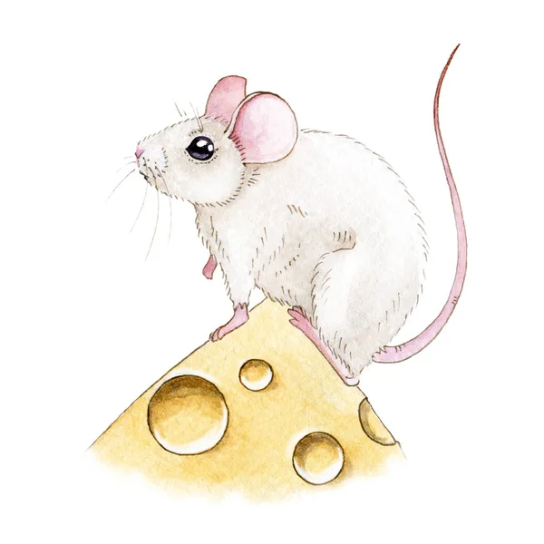 Watercolor illusration of a cute little white mouse standing on a piece of cheese. Small mousy hand drawn illustration isolated on white background — Stock Photo, Image