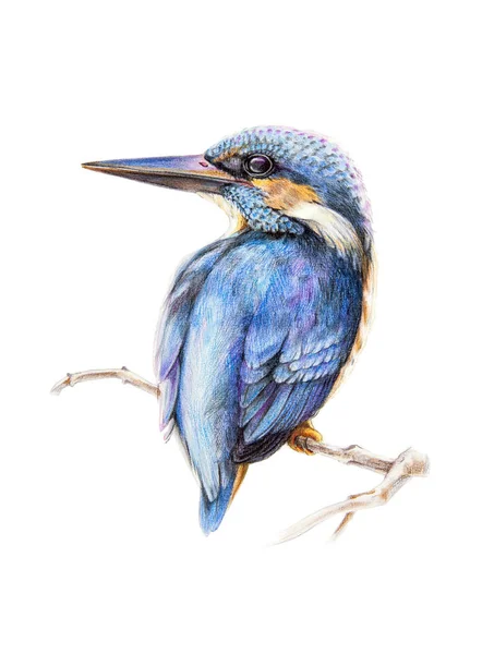 Aquarel Potlood illustratie van een Kingfisher vogel, zittend op een boomtak. Hand getekende foto van een heldere blauwe vogel geïsoleerd op witte achtergrond. — Stockfoto